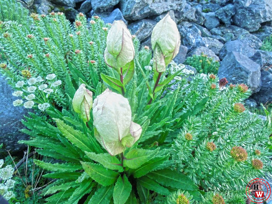 rare-himalayan-flowers at Parvati Baag, Shrikhand Mahadev