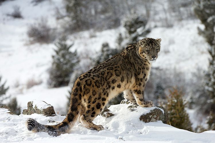 Snow leopard in Ladakh