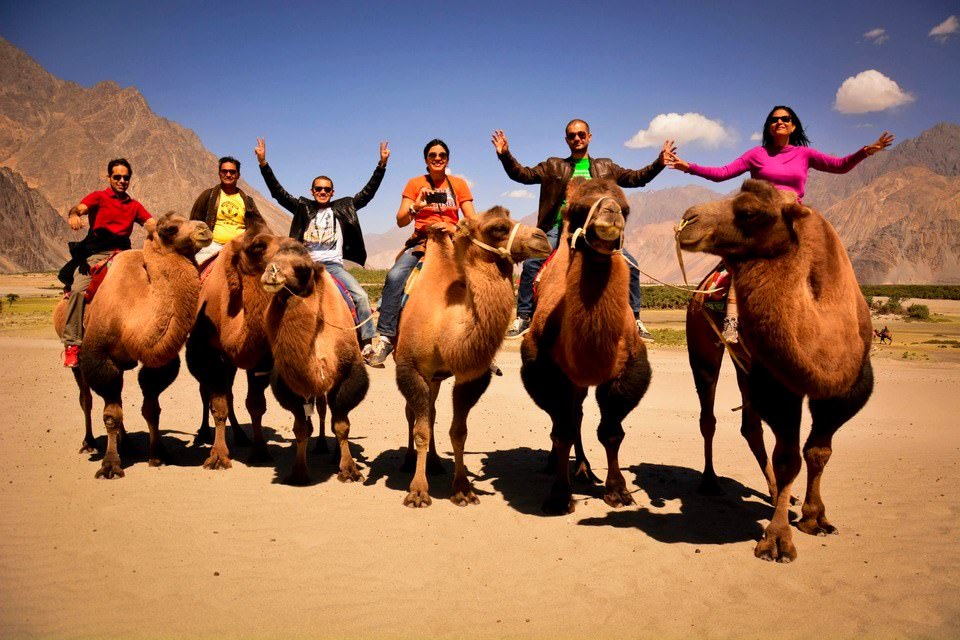 bactrian camel ride